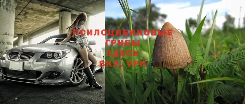 Галлюциногенные грибы Magic Shrooms  Георгиевск 